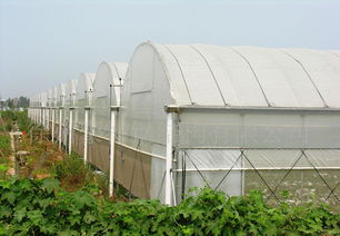 GLP625型薄膜連棟大棚特價供應 價格、廠家與圖片全解析