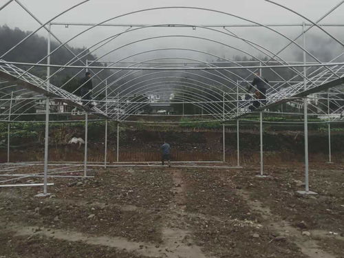 貴州銅仁18000平米薄膜連棟溫室大棚項目建成，助力現代農業發展