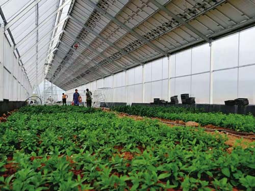 楚宏農(nóng)業(yè) 專業(yè)打造昆明溫室大棚，助力高原特色農(nóng)業(yè)發(fā)展