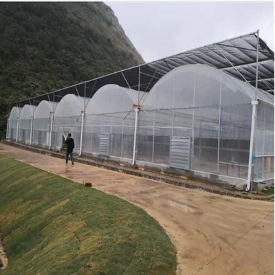 花卉種植利器 薄膜連體大棚的優勢與建設要點